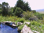 Waterfall Pond - Teresa Seitz