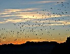 Bat Outflight at Summer - John Lorenz